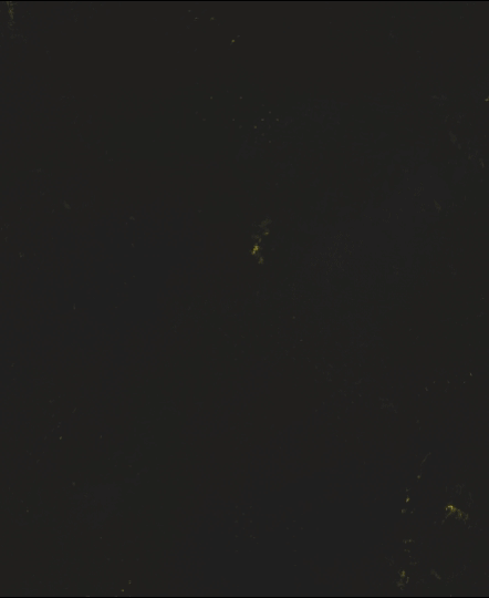 caterpiller-english-left-web